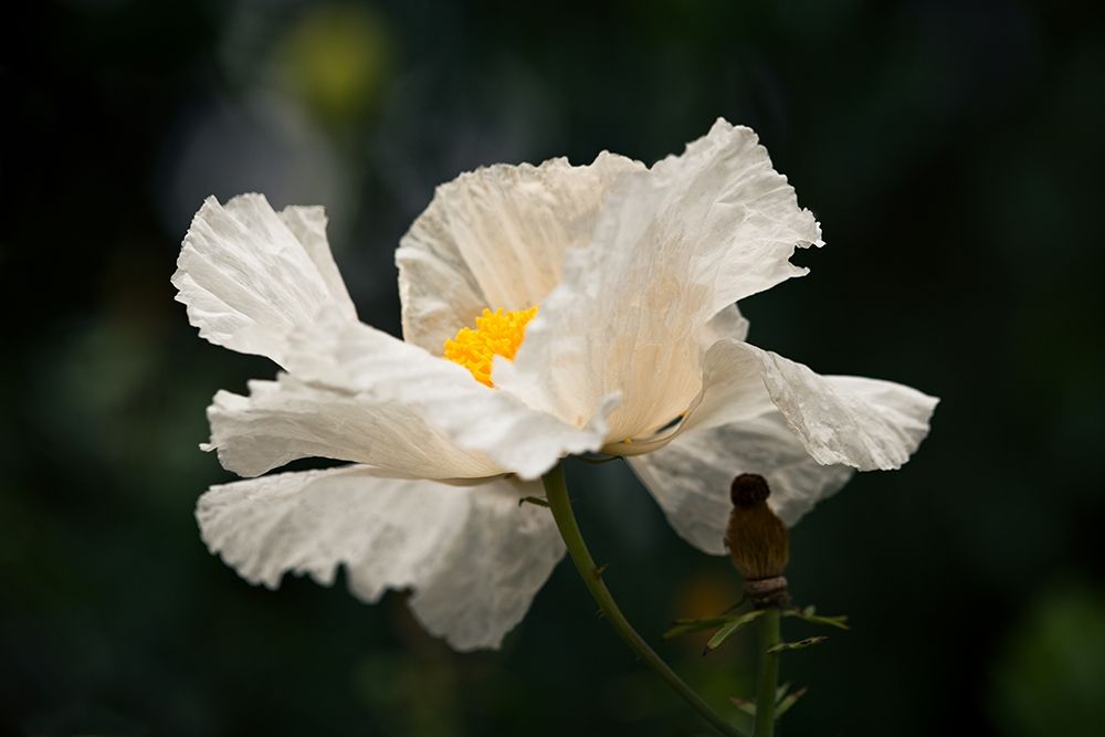 Matilija Poppy IV art print by Rita Crane for $57.95 CAD