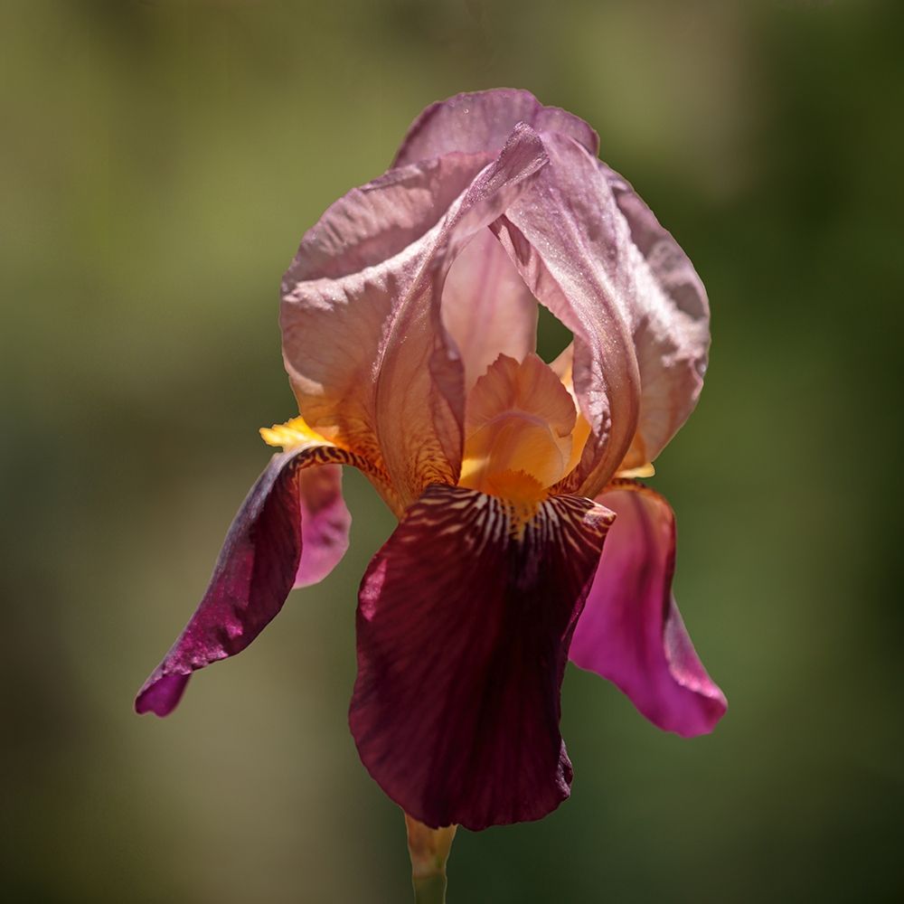 Annemaries Irises I art print by Rita Crane for $57.95 CAD