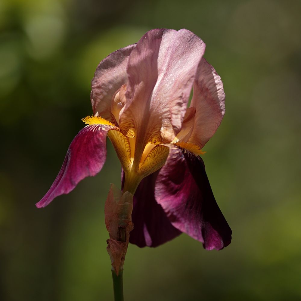Annemaries Irises II art print by Rita Crane for $57.95 CAD
