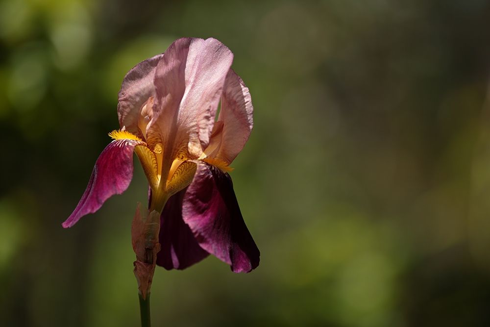 Annemaries Irises III art print by Rita Crane for $57.95 CAD