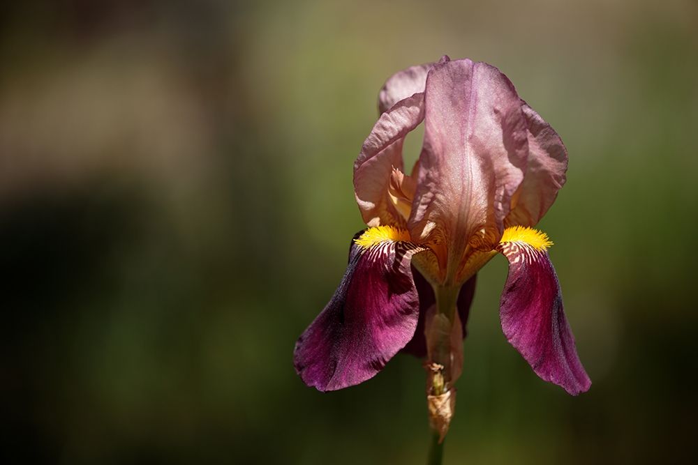 Annemaries Irises IV art print by Rita Crane for $57.95 CAD
