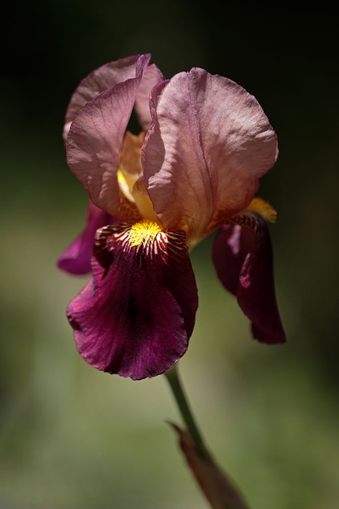 Annemaries Irises V art print by Rita Crane for $57.95 CAD