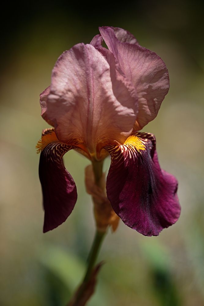 Annemaries Irises VI art print by Rita Crane for $57.95 CAD