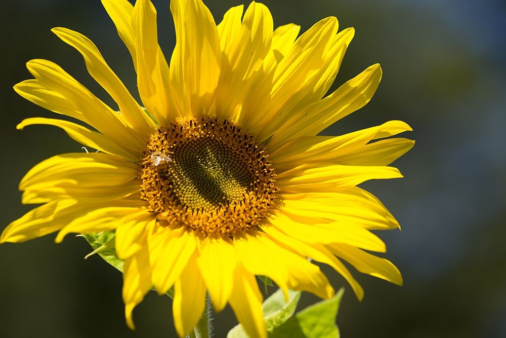 Sunflower and Bee I art print by Rita Crane for $57.95 CAD
