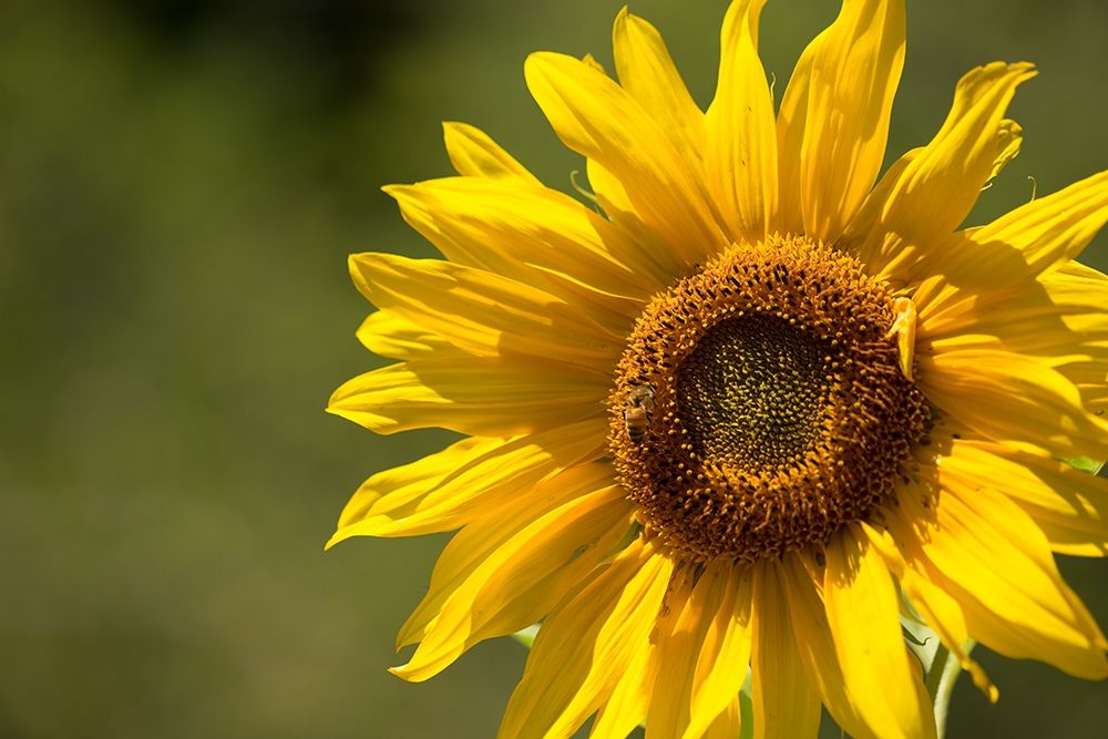 Sunflower and Bee II art print by Rita Crane for $57.95 CAD