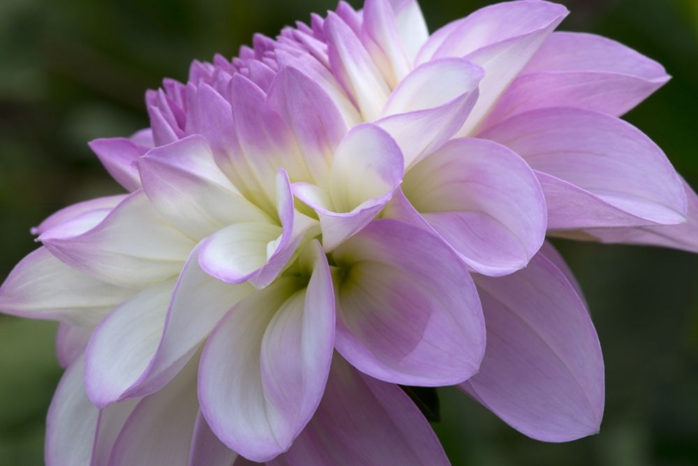 Lavender Dahlia VIII art print by Rita Crane for $57.95 CAD