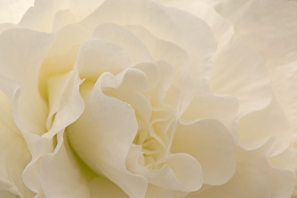 Delicate Begonia I art print by Rita Crane for $57.95 CAD