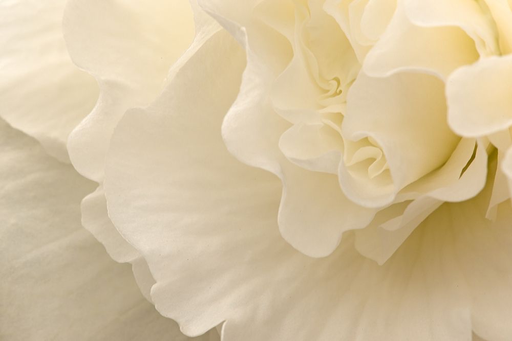 Delicate Begonia II art print by Rita Crane for $57.95 CAD