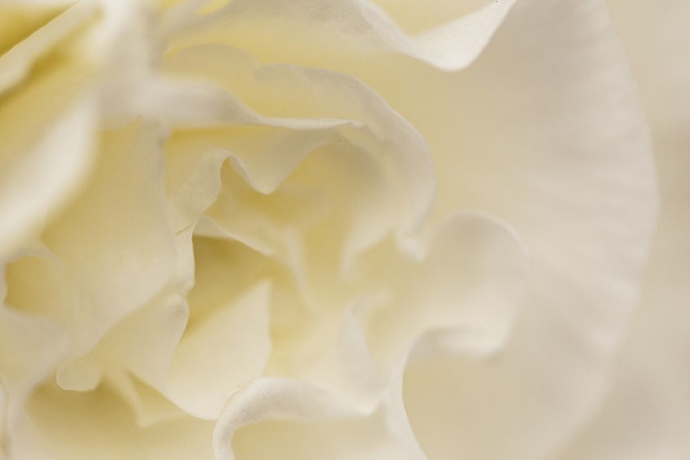 Soft White Begonia I art print by Rita Crane for $57.95 CAD