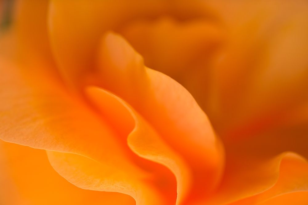 Begonia Glow I art print by Rita Crane for $57.95 CAD