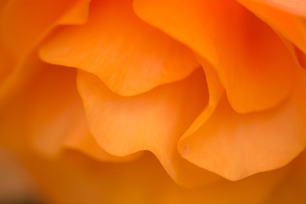 Begonia Glow II art print by Rita Crane for $57.95 CAD