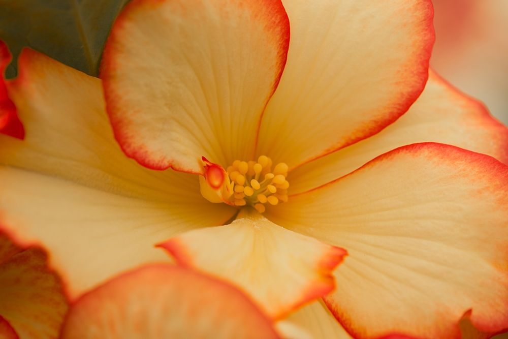 Camilles Begonias I art print by Rita Crane for $57.95 CAD
