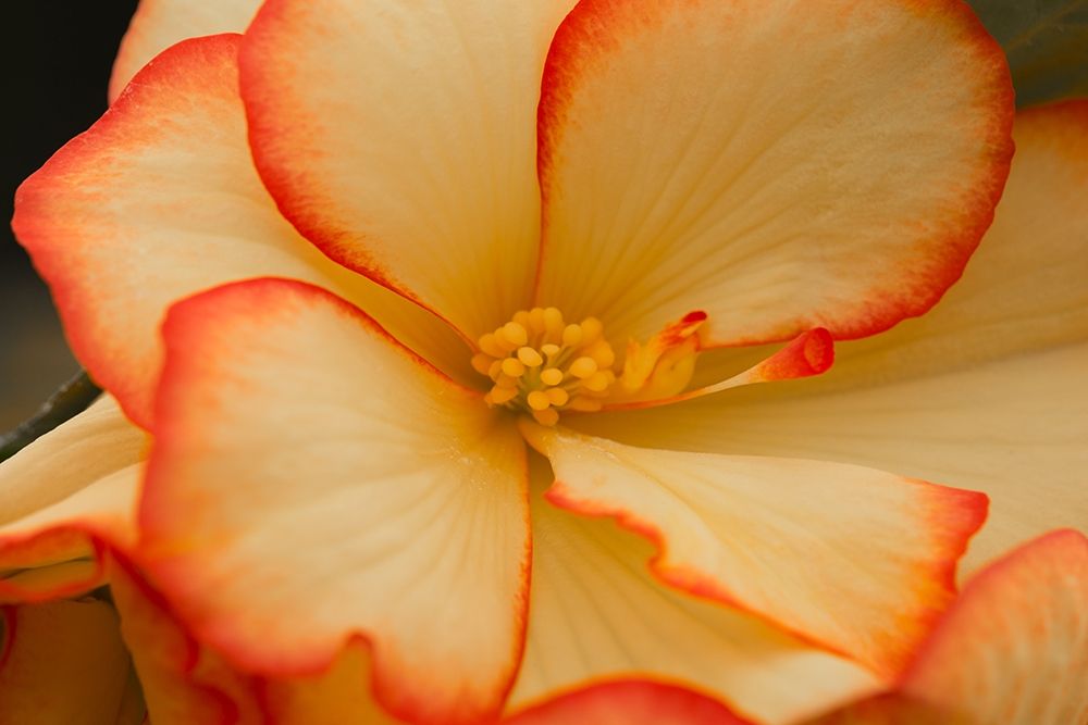 Camilles Begonias II art print by Rita Crane for $57.95 CAD