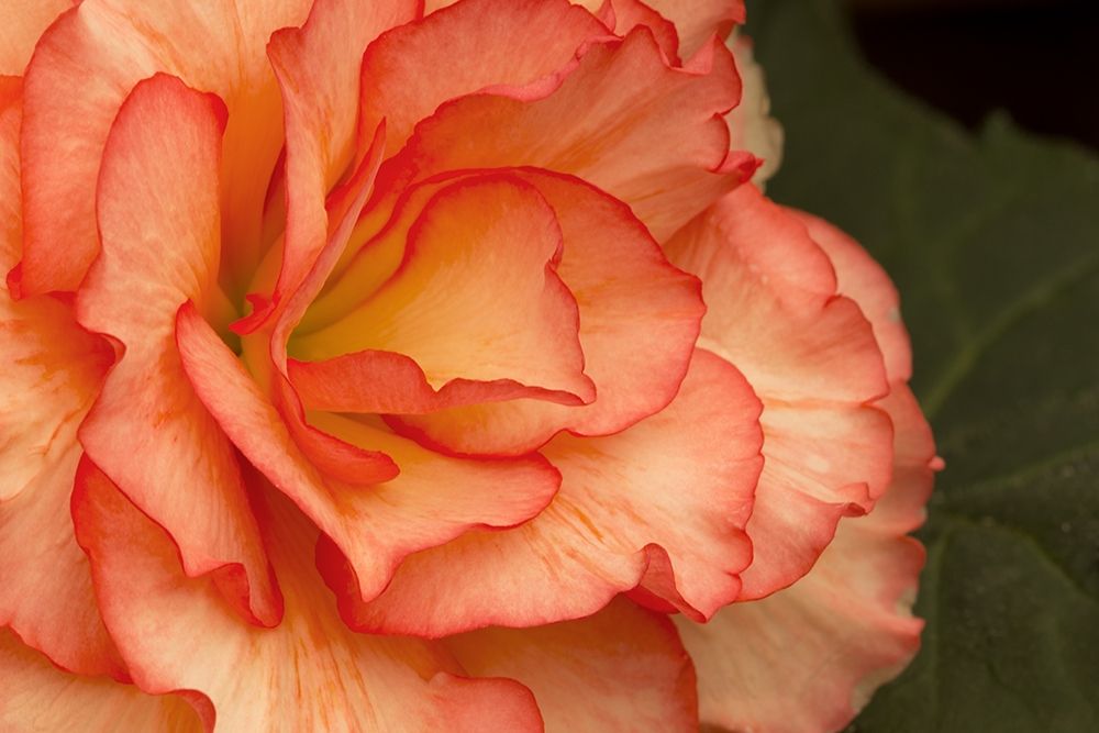 Festive Begonia I art print by Rita Crane for $57.95 CAD