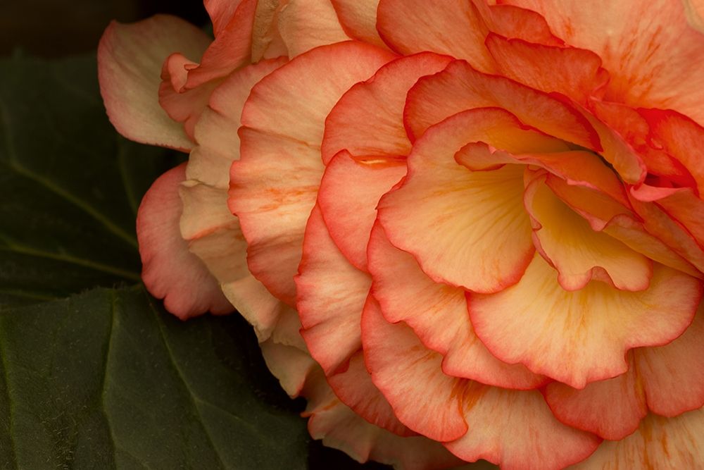 Festive Begonia II art print by Rita Crane for $57.95 CAD