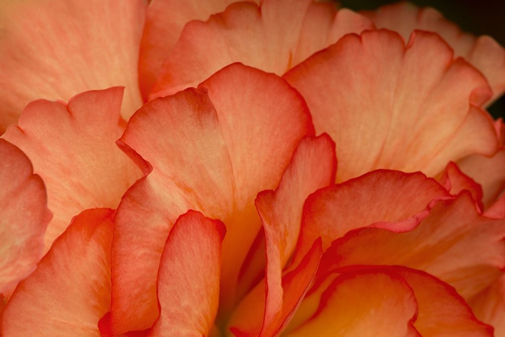 Festive Begonia III art print by Rita Crane for $57.95 CAD