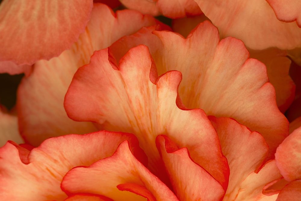 Festive Begonia IV art print by Rita Crane for $57.95 CAD