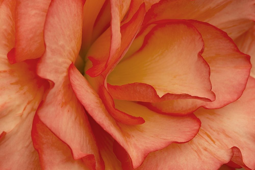 Festive Begonia V art print by Rita Crane for $57.95 CAD