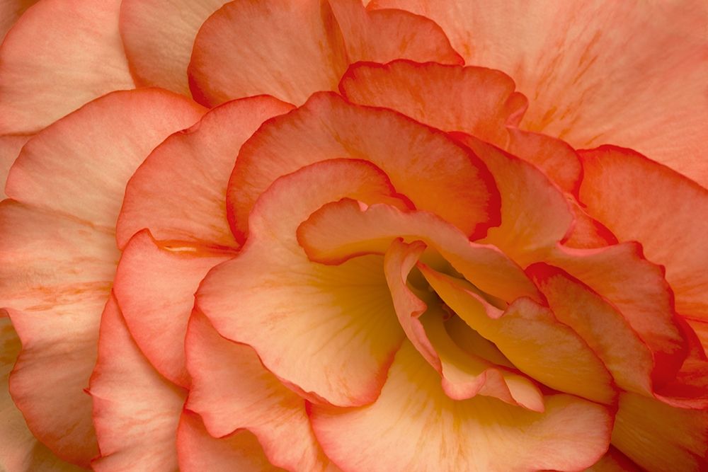 Festive Begonia VI art print by Rita Crane for $57.95 CAD