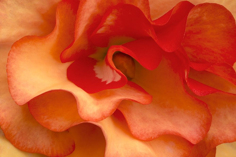 Begonia Petals I art print by Rita Crane for $57.95 CAD