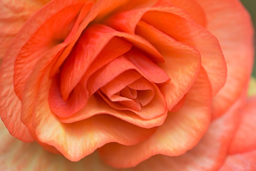 Orange Ruffles I art print by Rita Crane for $57.95 CAD