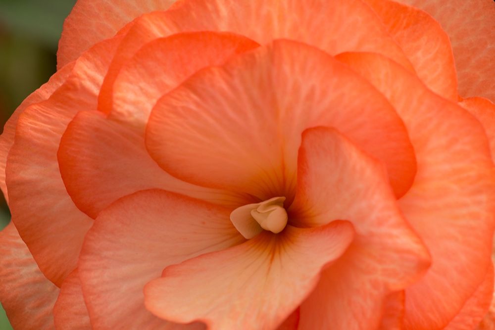 Orange Ruffles II art print by Rita Crane for $57.95 CAD