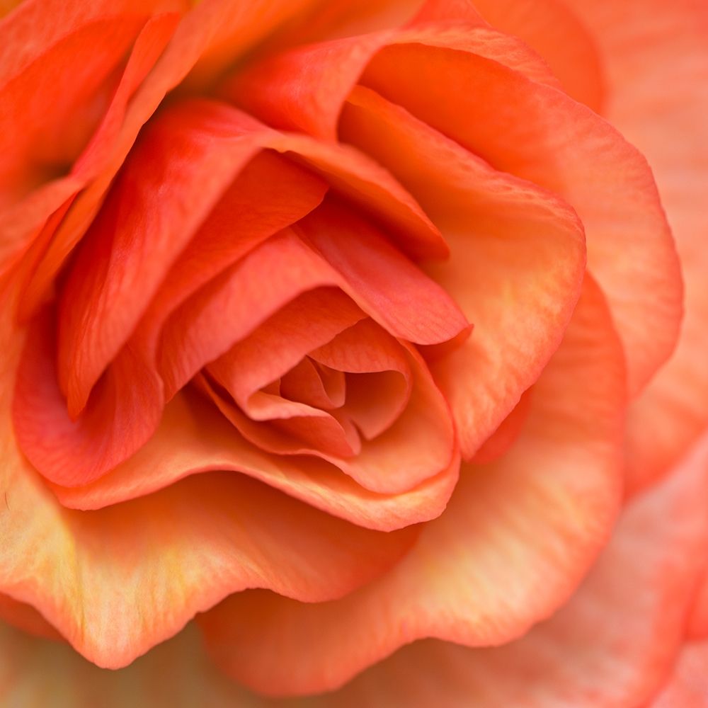 Orange Ruffles III art print by Rita Crane for $57.95 CAD