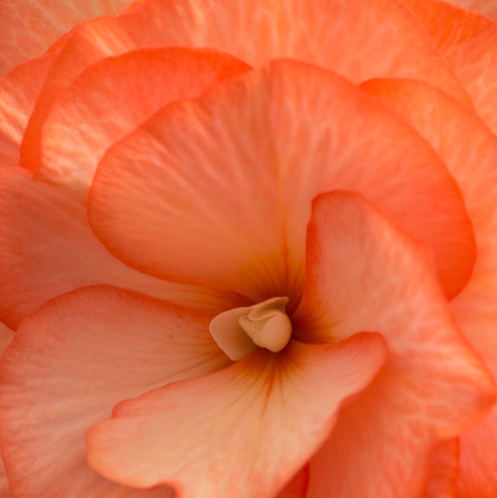 Orange Ruffles IV art print by Rita Crane for $57.95 CAD