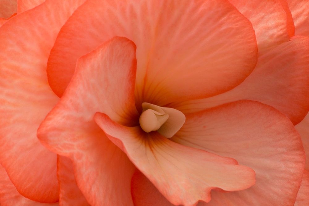 Orange Ruffles V art print by Rita Crane for $57.95 CAD