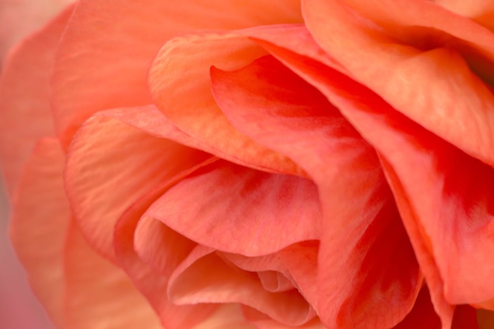 Orange Ruffles VI art print by Rita Crane for $57.95 CAD