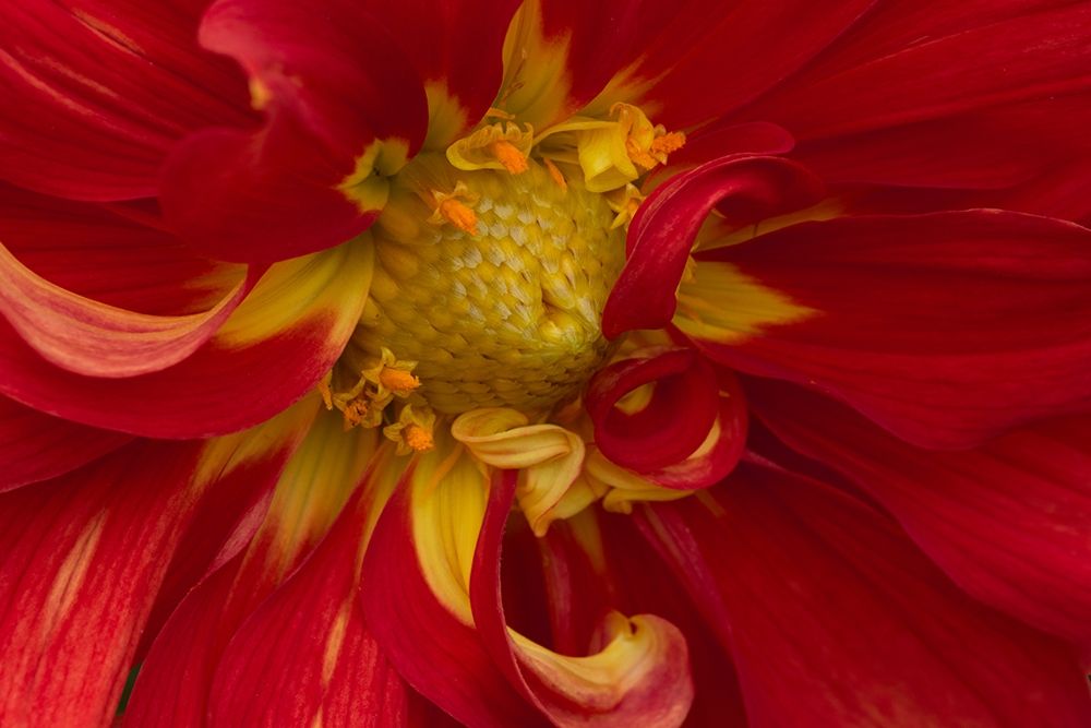 Fiery Dahlia I art print by Rita Crane for $57.95 CAD