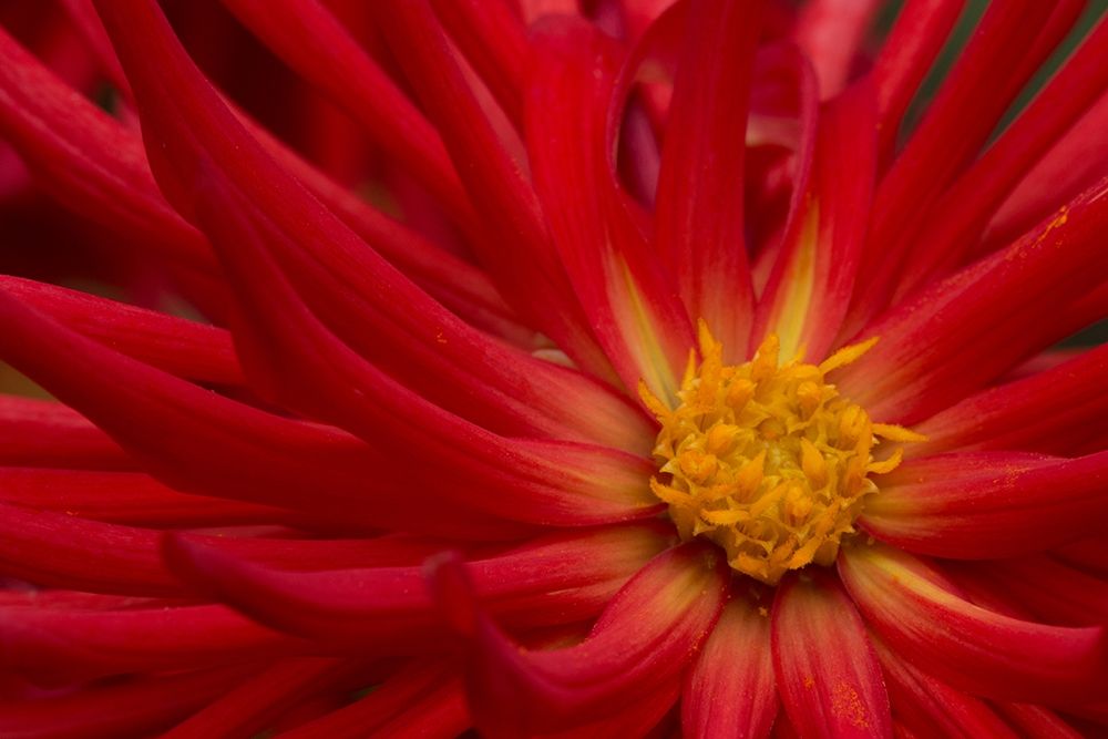 Fiery Dahlia II art print by Rita Crane for $57.95 CAD