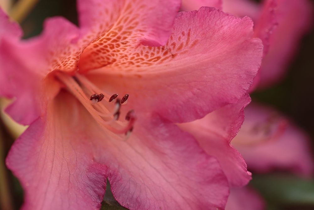 Exotic Rhodies VII art print by Rita Crane for $57.95 CAD