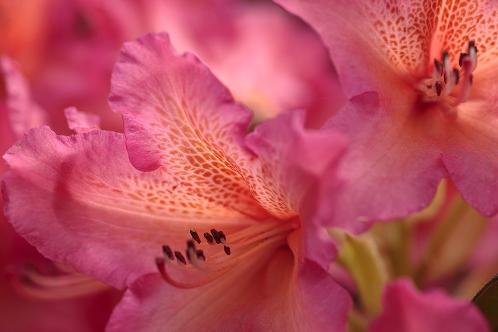 Exotic Rhodies VIII art print by Rita Crane for $57.95 CAD