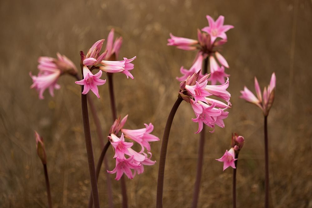 Naked Ladies II art print by Rita Crane for $57.95 CAD