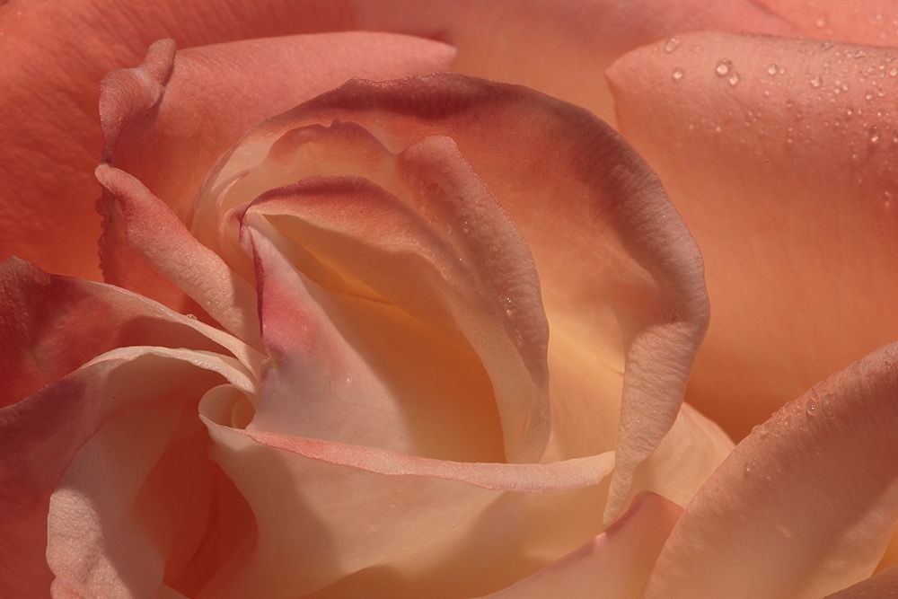 Heart of a Rose art print by Rita Crane for $57.95 CAD