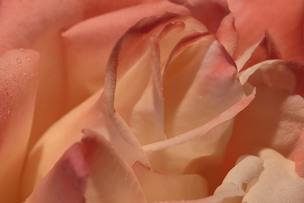 Heart of a Rose II art print by Rita Crane for $57.95 CAD
