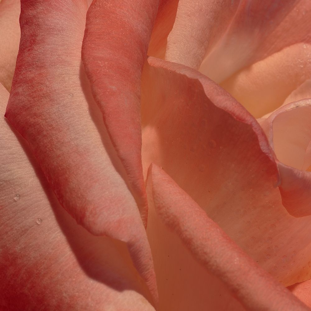 Heart of a Rose III art print by Rita Crane for $57.95 CAD