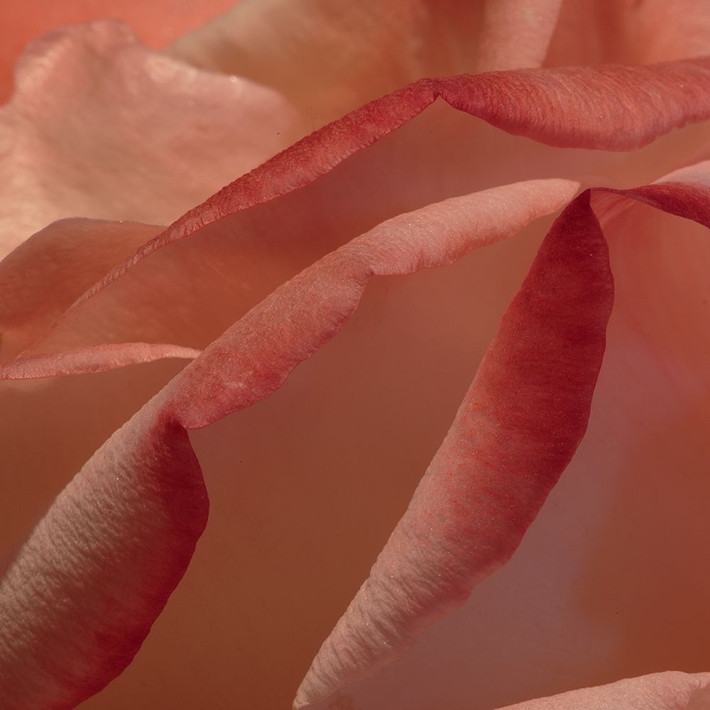 Heart of a Rose IV art print by Rita Crane for $57.95 CAD