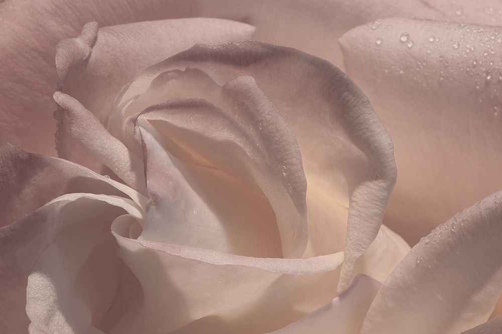 Heart of a Rose V art print by Rita Crane for $57.95 CAD