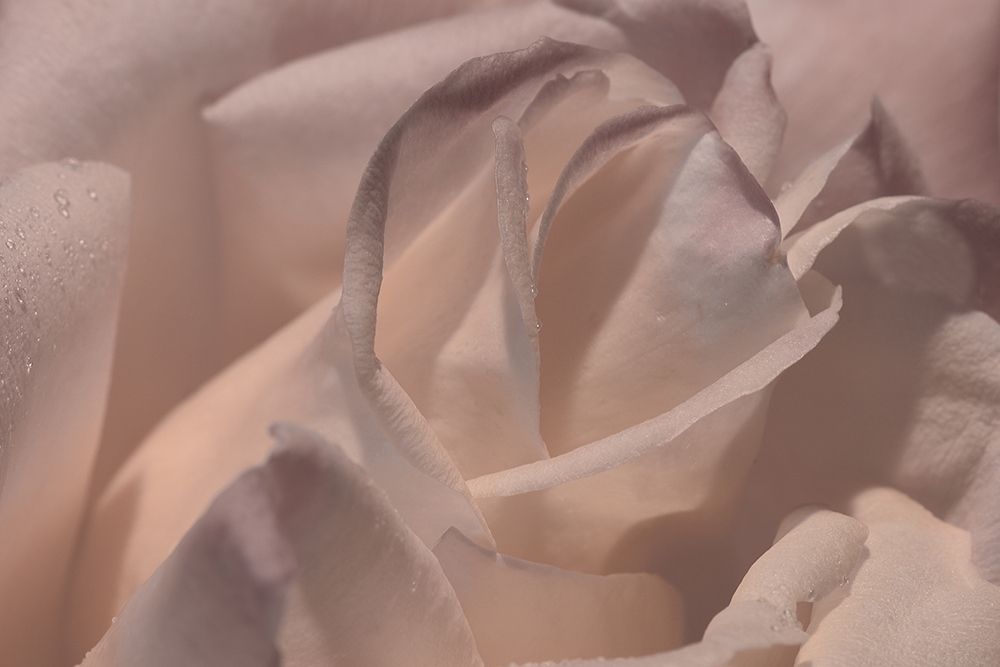 Heart of a Rose VI art print by Rita Crane for $57.95 CAD