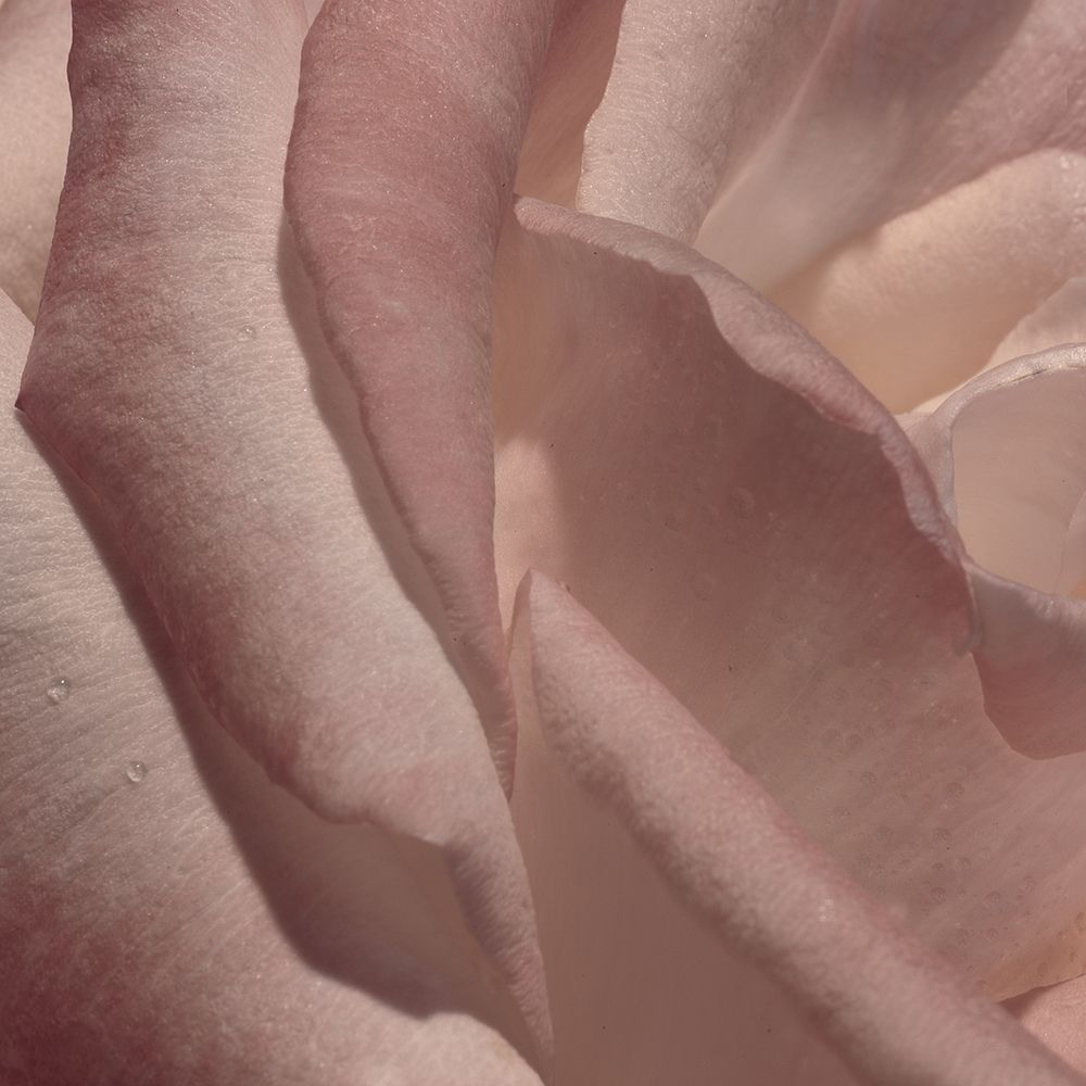 Heart of a Rose VII art print by Rita Crane for $57.95 CAD
