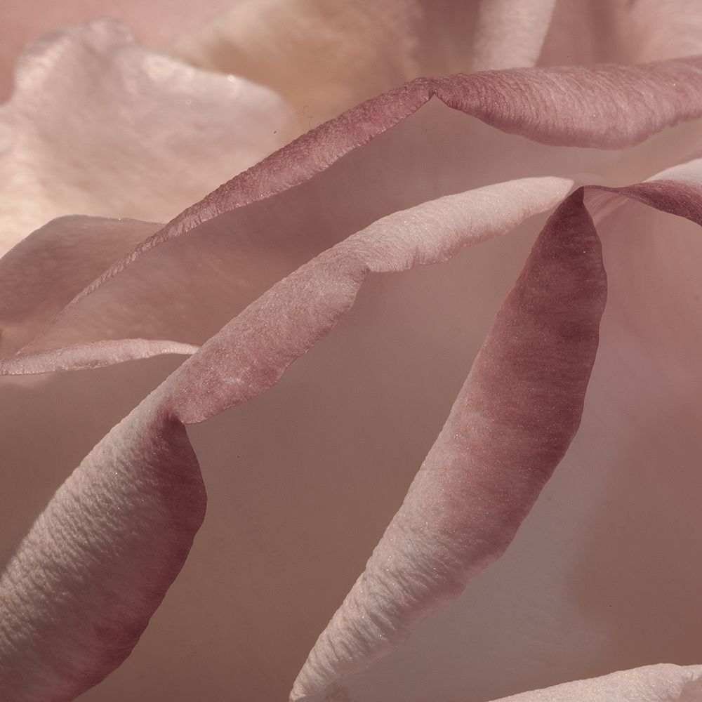 Heart of a Rose VIII art print by Rita Crane for $57.95 CAD