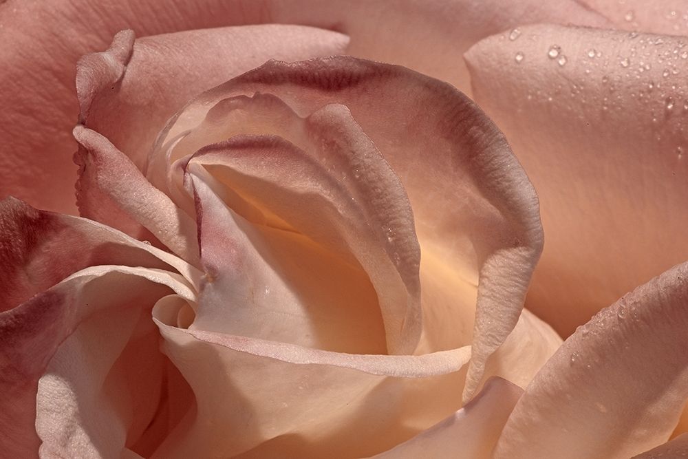 Heart of a Rose IX art print by Rita Crane for $57.95 CAD