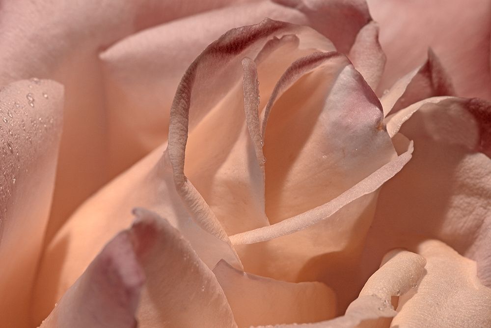 Heart of a Rose X art print by Rita Crane for $57.95 CAD