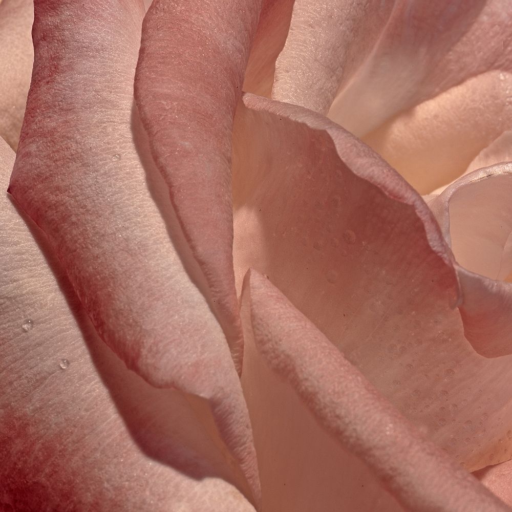 Heart of a Rose XI art print by Rita Crane for $57.95 CAD