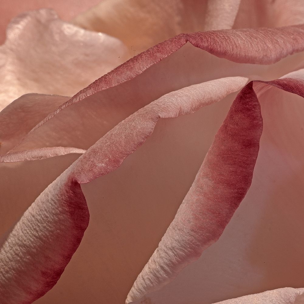 Heart of a Rose XII art print by Rita Crane for $57.95 CAD