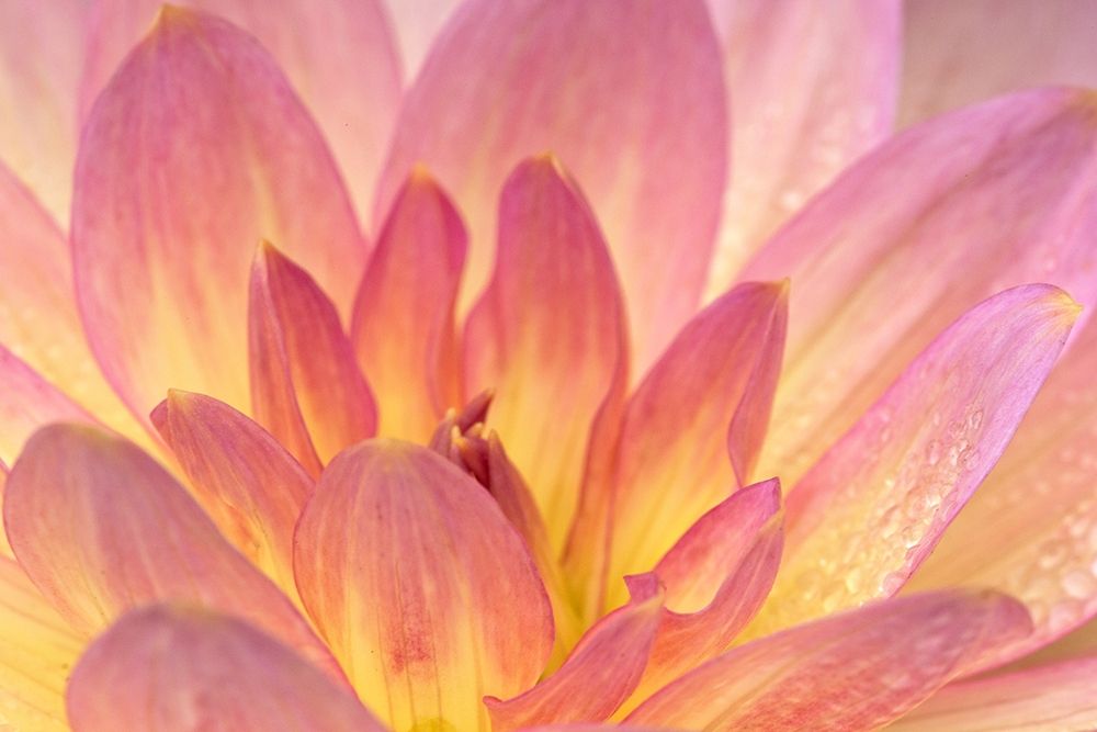 China Doll Dahlia I art print by Rita Crane for $57.95 CAD