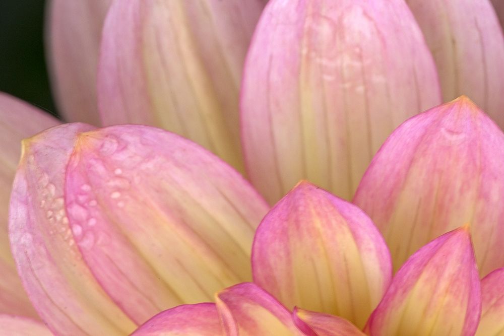 China Doll Petals I art print by Rita Crane for $57.95 CAD