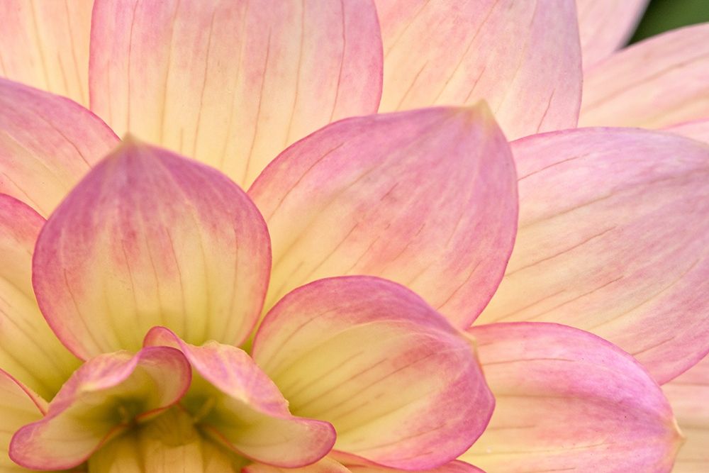 China Doll Petals II art print by Rita Crane for $57.95 CAD